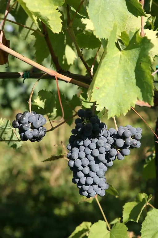 Farm stay Tenuta Santini Villa Coriano